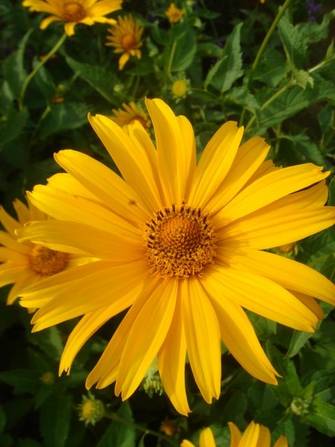 Heliopsis scabra 'Zinnioeflora' (2)